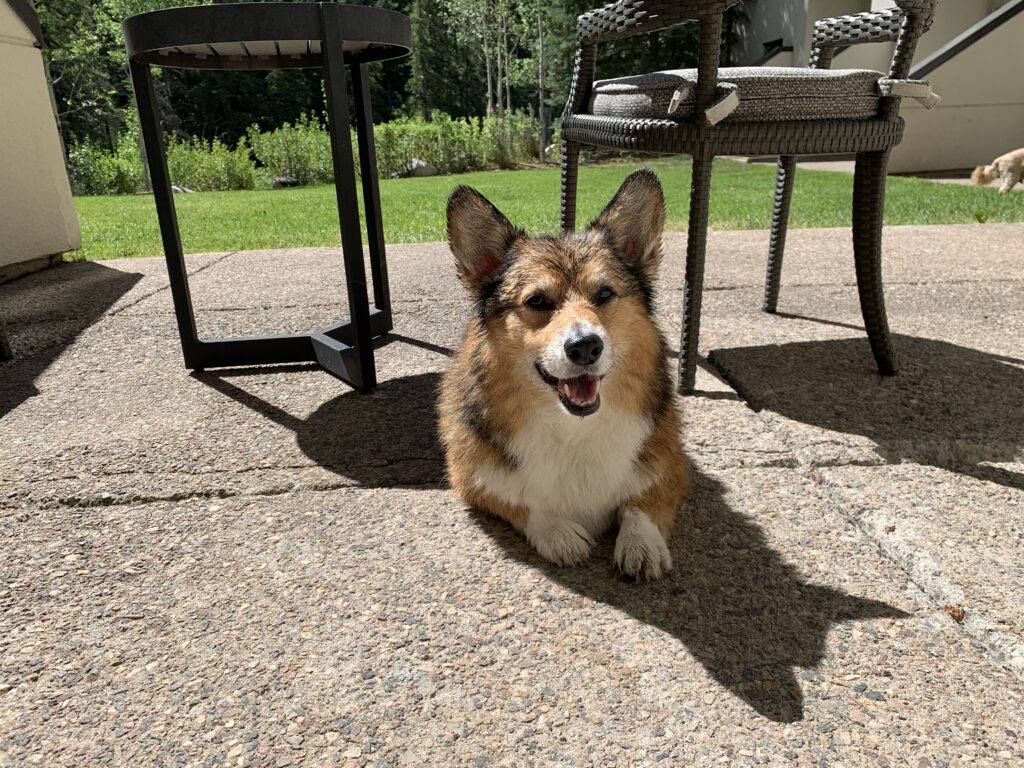 Patrick the Corgi Pup on the patio